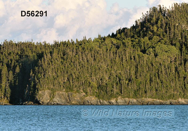 Eastern Canadian boreal forests